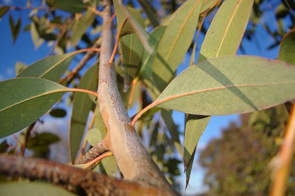 Eukaliptusz illóolaj Eucalyptus dives