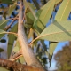 Eukaliptusz illóolaj Eucalyptus dives