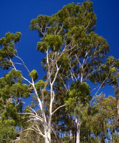 Eukaliptusz illóolaj Eucalyptus citriodora