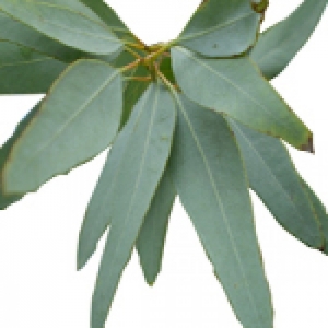 Eukaliptusz illóolaj Staigeriana