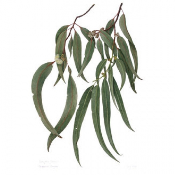 Eukaliptusz illóolaj Eucalyptus globulus