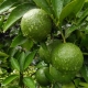 Mandarin zöld illóolaj