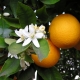 Narancsvirág aromavíz