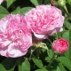 Rózsa aromavíz hidrolátum