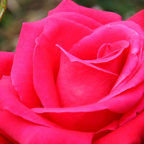 Gorgeous Rózsa illóolaj keverék